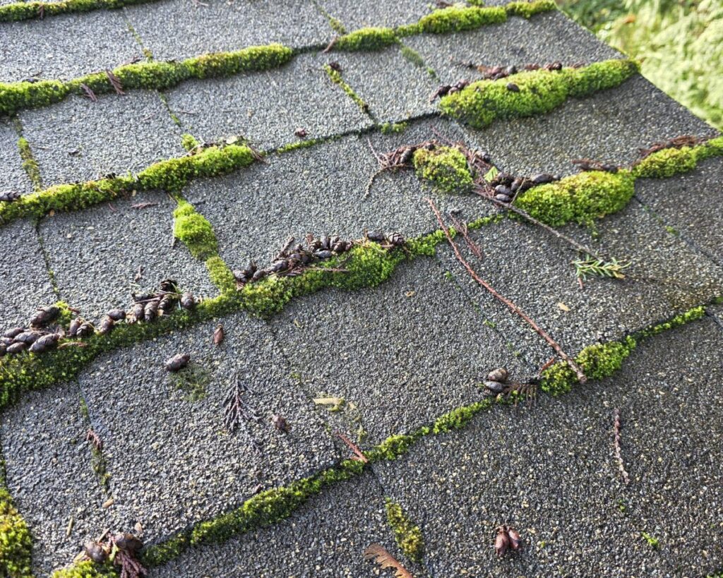 Roof moss growing between asphalt shingles before moss removal in North Vancouver, BC.